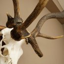 Rothirschgeweih ung. 10 ender abnormer Hirsch Höhe...