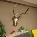 Rothirschgeweih ung. 10 ender abnormer Hirsch Höhe 110 cm Hirschgeweih Geweih auf geschnitztem Trophäenschild