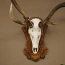 Rothirschgeweih ung. 10 ender abnormer Hirsch Höhe 110 cm Hirschgeweih Geweih auf geschnitztem Trophäenschild