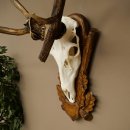 Rothirschgeweih ung. 10 ender abnormer Hirsch Höhe 110 cm Hirschgeweih Geweih auf geschnitztem Trophäenschild