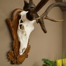 Rothirschgeweih ung. 10 ender abnormer Hirsch Höhe 110 cm Hirschgeweih Geweih auf geschnitztem Trophäenschild