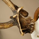 Rothirschgeweih ung. 10 ender abnormer Hirsch Höhe 110 cm Hirschgeweih Geweih auf geschnitztem Trophäenschild