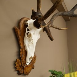 Rothirschgeweih ung. 10 ender abnormer Hirsch Höhe 110 cm Hirschgeweih Geweih auf geschnitztem Trophäenschild