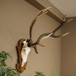 Rothirschgeweih ung. 10 ender abnormer Hirsch Höhe 110 cm Hirschgeweih Geweih auf geschnitztem Trophäenschild