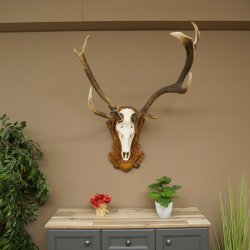 Rothirschgeweih ung. 10 ender abnormer Hirsch Höhe 110 cm Hirschgeweih Geweih auf geschnitztem Trophäenschild