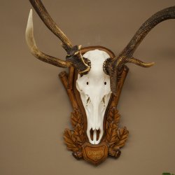Rothirschgeweih ung. 10 ender abnormer Hirsch Höhe 110 cm Hirschgeweih Geweih auf geschnitztem Trophäenschild