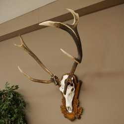 Rothirschgeweih ung. 10 ender abnormer Hirsch Höhe 110 cm Hirschgeweih Geweih auf geschnitztem Trophäenschild