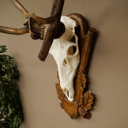 Rothirschgeweih ung. 10 ender abnormer Hirsch Höhe 110 cm Hirschgeweih Geweih auf geschnitztem Trophäenschild