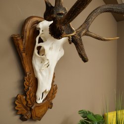 Rothirschgeweih ung. 10 ender abnormer Hirsch Höhe 110 cm Hirschgeweih Geweih auf geschnitztem Trophäenschild