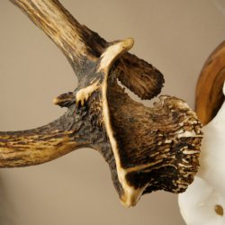 Rothirschgeweih ung. 10 ender abnormer Hirsch Höhe 110 cm Hirschgeweih Geweih auf geschnitztem Trophäenschild