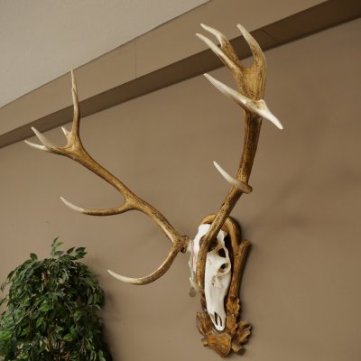 Red deer antlers, approx. 16-point stag, silver-colored medal, height 124 cm, stag antlers mounted on a carved trophy shield