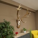 Red deer antlers, approx. 16-point stag, silver-colored medal, height 124 cm, stag antlers mounted on a carved trophy shield
