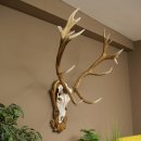 Red deer antlers, approx. 16-point stag, silver-colored medal, height 124 cm, stag antlers mounted on a carved trophy shield