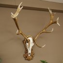 Red deer antlers, approx. 16-point stag, silver-colored medal, height 124 cm, stag antlers mounted on a carved trophy shield