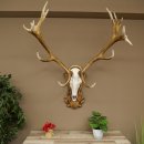 Red deer antlers, approx. 16-point stag, silver-colored medal, height 124 cm, stag antlers mounted on a carved trophy shield