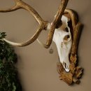 Red deer antlers, approx. 16-point stag, silver-colored medal, height 124 cm, stag antlers mounted on a carved trophy shield