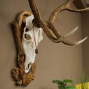 Red deer antlers, approx. 16-point stag, silver-colored medal, height 124 cm, stag antlers mounted on a carved trophy shield