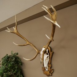 Red deer antlers, approx. 16-point stag, silver-colored medal, height 124 cm, stag antlers mounted on a carved trophy shield