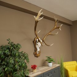 Red deer antlers, approx. 16-point stag, silver-colored medal, height 124 cm, stag antlers mounted on a carved trophy shield