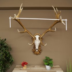 Red deer antlers, approx. 16-point stag, silver-colored medal, height 124 cm, stag antlers mounted on a carved trophy shield