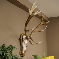 Red deer antlers, approx. 16-point stag, silver-colored medal, height 124 cm, stag antlers mounted on a carved trophy shield