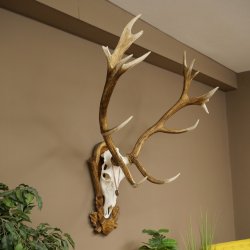 Red deer antlers, approx. 16-point stag, silver-colored medal, height 124 cm, stag antlers mounted on a carved trophy shield