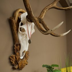 Red deer antlers, approx. 16-point stag, silver-colored medal, height 124 cm, stag antlers mounted on a carved trophy shield