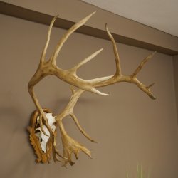 Corna di renna, caribù, caribù, renna. Trofeo con cranio su base intagliata 78,37