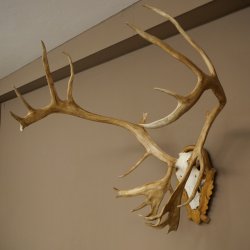 Corna di renna, caribù, caribù, renna. Trofeo con cranio su base intagliata 78,37