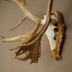 Corna di renna, caribù, caribù, renna. Trofeo con cranio su base intagliata 78,37