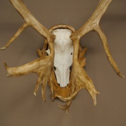 Corna di renna, caribù, caribù, renna. Trofeo con cranio su base intagliata 78,37
