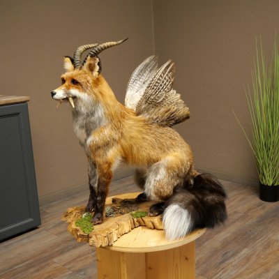 Wolpertinger Wolpi, renard assis avec des cornes, des ailes et des crocs en bois de cerf, spécimen empaillé, créature mythique