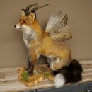Wolpertinger Wolpi, renard assis avec des cornes, des ailes et des crocs en bois de cerf, spécimen empaillé, créature mythique