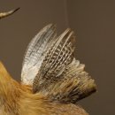 Wolpertinger Wolpi, renard assis avec des cornes, des...