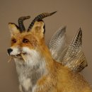 Wolpertinger Wolpi, renard assis avec des cornes, des ailes et des crocs en bois de cerf, spécimen empaillé, créature mythique