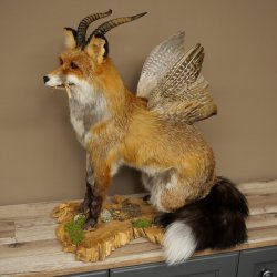 Wolpertinger Wolpi, renard assis avec des cornes, des ailes et des crocs en bois de cerf, spécimen empaillé, créature mythique