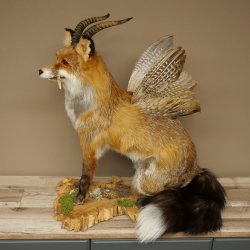 Wolpertinger Wolpi, renard assis avec des cornes, des ailes et des crocs en bois de cerf, spécimen empaillé, créature mythique
