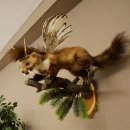 Wolpertinger: marter met vleugels, reehoorns, punkkapsel, hoektanden, opgezette Wolpi, hoogte 47 cm