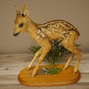 Preparato di cerbiatto in posizione eretta, cerbiatto molto piccolo, altezza 32 cm, preparato di Bambi