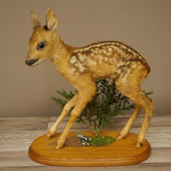 Preparato di cerbiatto in posizione eretta, cerbiatto molto piccolo, altezza 32 cm, preparato di Bambi
