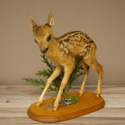 Preparato di cerbiatto in posizione eretta, cerbiatto molto piccolo, altezza 32 cm, preparato di Bambi