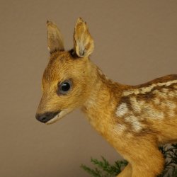 Preparato di cerbiatto in posizione eretta, cerbiatto molto piccolo, altezza 32 cm, preparato di Bambi