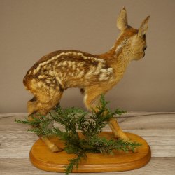 Preparato di cerbiatto in posizione eretta, cerbiatto molto piccolo, altezza 32 cm, preparato di Bambi