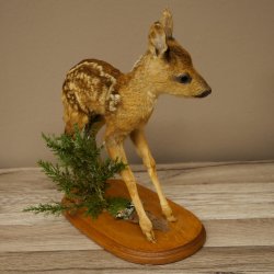 Preparato di cerbiatto in posizione eretta, cerbiatto molto piccolo, altezza 32 cm, preparato di Bambi