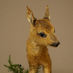 Preparato di cerbiatto in posizione eretta, cerbiatto molto piccolo, altezza 32 cm, preparato di Bambi