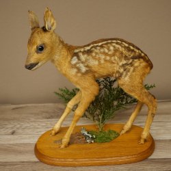 Preparato di cerbiatto in posizione eretta, cerbiatto molto piccolo, altezza 32 cm, preparato di Bambi