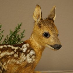 Preparato di cerbiatto sdraiato, modellino molto piccolo di Bambi, altezza 23 cm, preparato naturalistico su disco di betulla