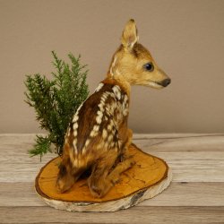 Preparato di cerbiatto sdraiato, modellino molto piccolo di Bambi, altezza 23 cm, preparato naturalistico su disco di betulla