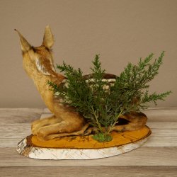 Preparato di cerbiatto sdraiato, modellino molto piccolo di Bambi, altezza 23 cm, preparato naturalistico su disco di betulla