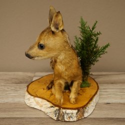 Preparato di cerbiatto sdraiato, modellino molto piccolo di Bambi, altezza 23 cm, preparato naturalistico su disco di betulla